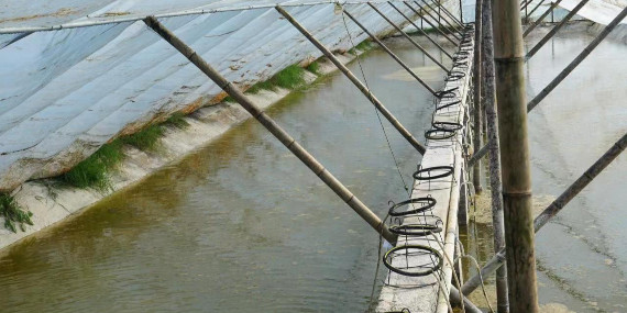 水产养殖为什么突然氧气不足？